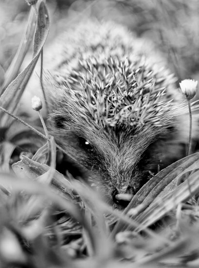Egard of spikes  - a Photographic Art Artowrk by christophe Zambiasi